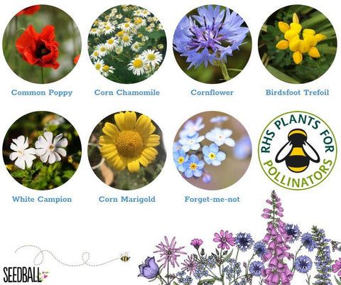 Kit para hacer tus propias bolas de semillas - Flores para abejas