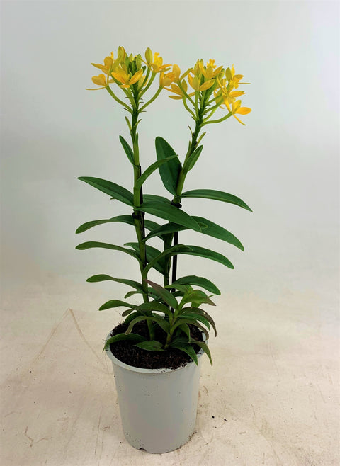 Epidendrum - Yellow Orange Crucifix Orchid
