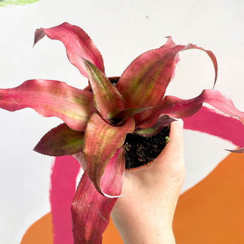 Cryptanthus bivittatus ‘Strawberry Flambee’ – Earth Star