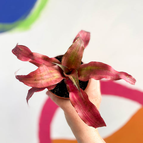 Cryptanthus bivittatus ‘Strawberry Flambee’ – Earth Star