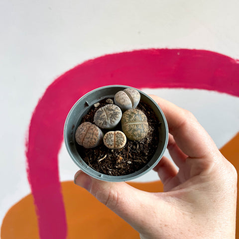 Lithops aucampiae - Living Stones