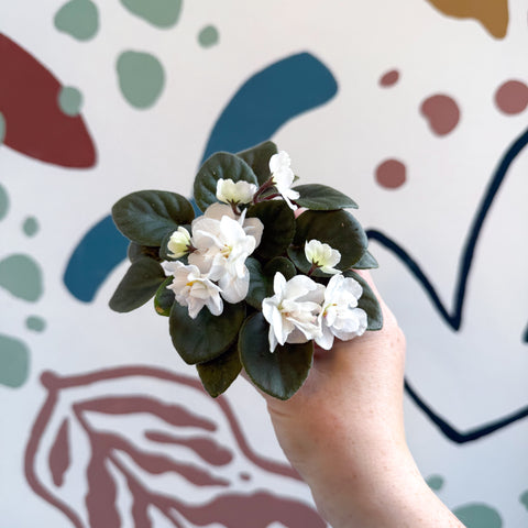 Saintpaulia – Violeta africana miniatura blanca