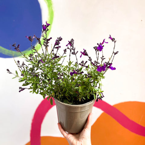 Salvia greggii 'Mirage Deep Purple' - Planta perenne cultivada en Cotswold