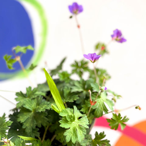 Cranesbill - Geranio 'Rozanne' - Planta perenne cultivada en Cotswold