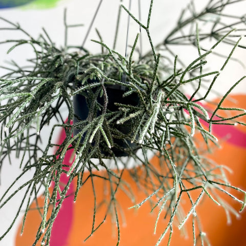 Mouse Tail Cactus - Rhipsalis pilocarpa