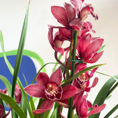 Boat Orchid - Cymbidium 'Red Beauty'
