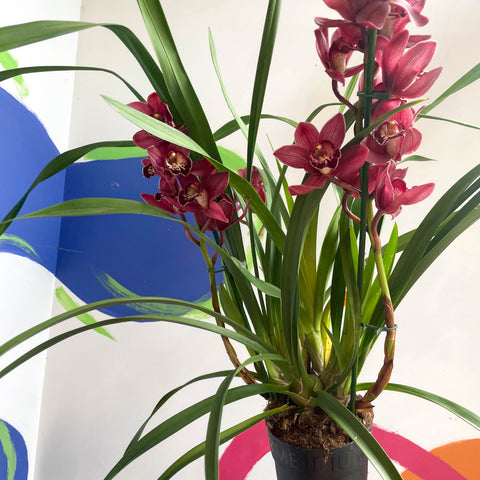 Boat Orchid - Cymbidium 'Red Beauty'