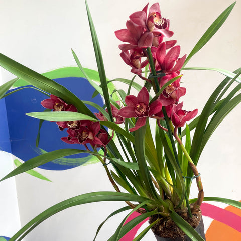 Boat Orchid - Cymbidium 'Red Beauty'