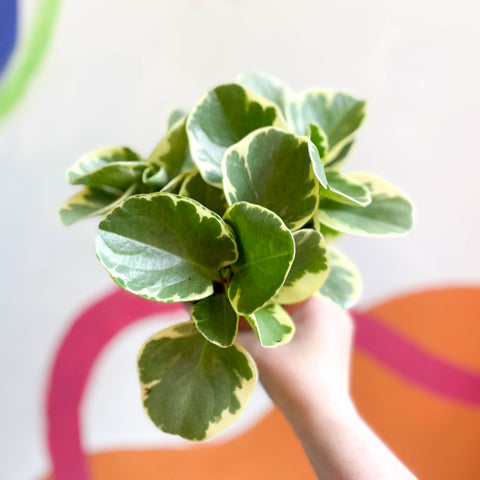 Variegated Baby Rubberplant - Peperomia obtusifolia `Variegata'
