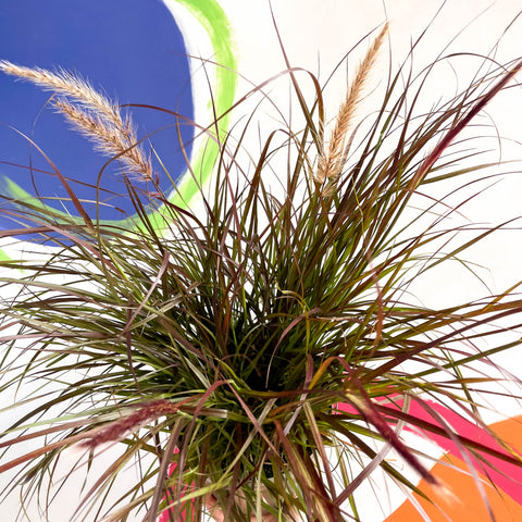 Purple Fountain Grass - Pennisetum setaceum 'Rubrum' - Cotswold Grown Perennial