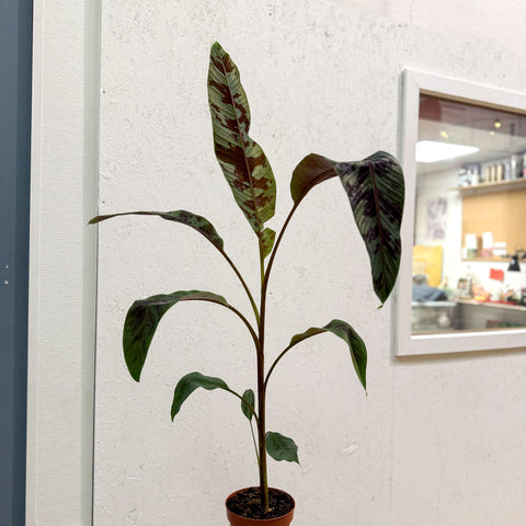 Musa acuminata 'Zebrina' - Blood Banana