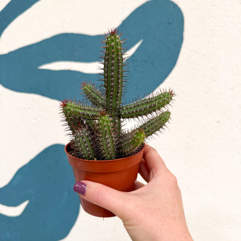 Euphorbia baioensis