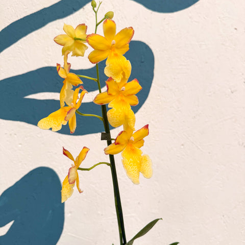 Oncidopsis × ‘Yellow Nelly Isler’ – Yellow Cambria Orchid