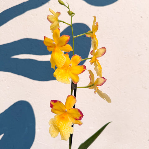 Oncidopsis × ‘Yellow Nelly Isler’ – Yellow Cambria Orchid