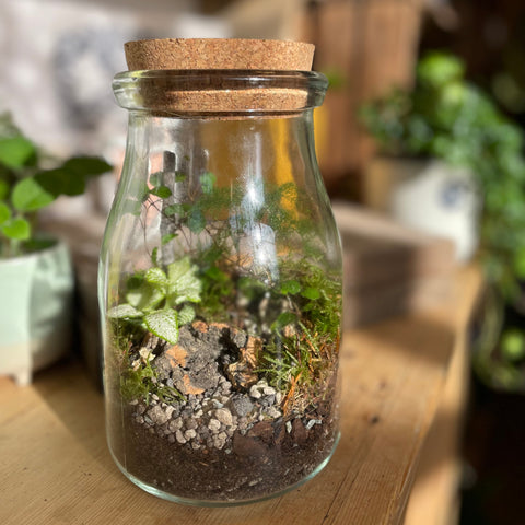 Woodland Jar Bioaktives Terrarium