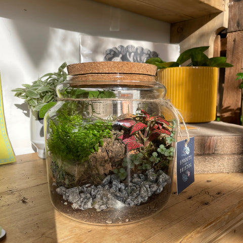 Bioaktives Honigtopf-Terrarium