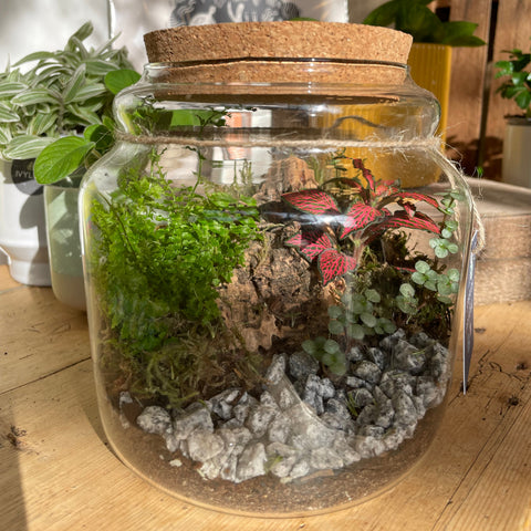 Bioaktives Honigtopf-Terrarium