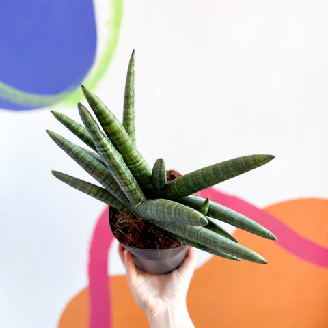 Starfish Snake Plant - Sansevieria cylindrica boncellensis ‘Boncel’