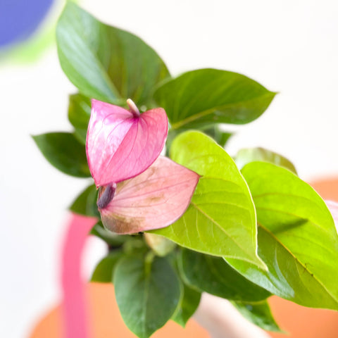 Purple Flamingo Flower - Anthurium andraeanum 'Baby Purple'