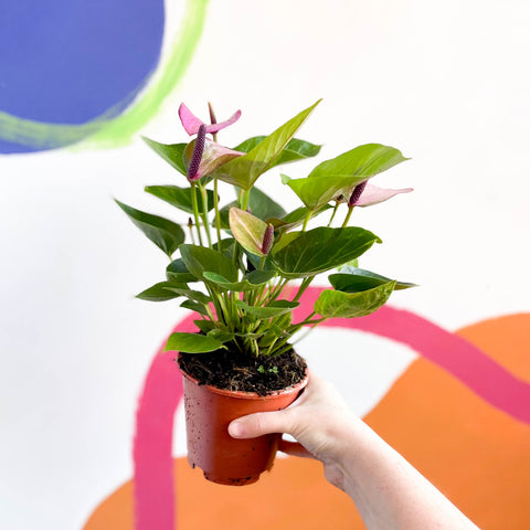Purple Flamingo Flower - Anthurium andraeanum 'Baby Purple'