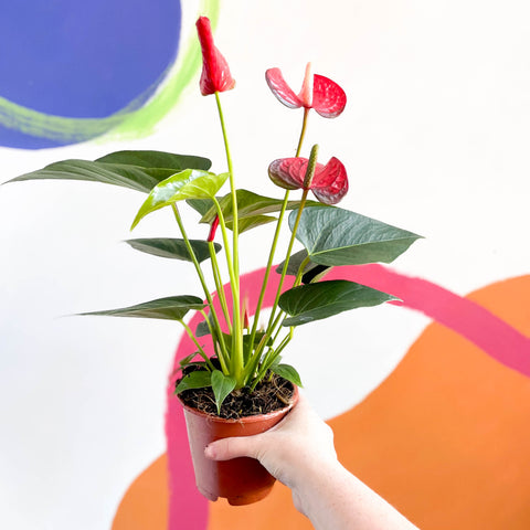 Anthurium andraeanum 'Red Bull' - Red Flamingo Flower