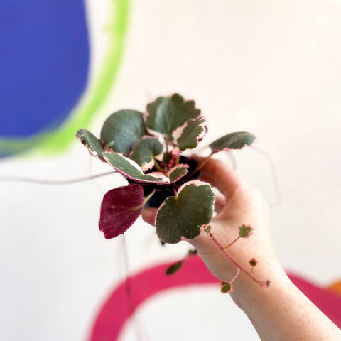 Saxifraga stolonifera 'Tricolor' - Strawberry Begonia - Welsh Grown