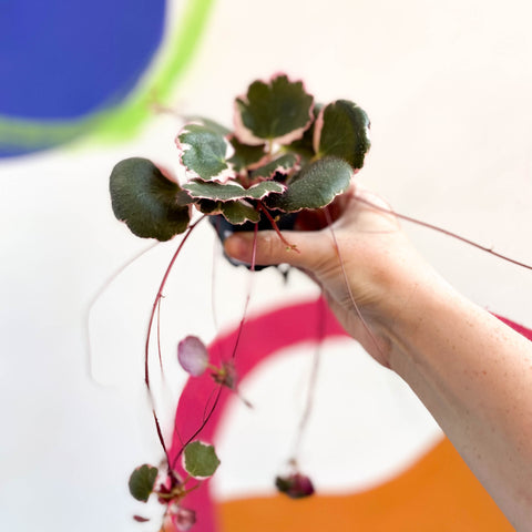 Saxifraga stolonifera 'Tricolor' - Strawberry Begonia - Welsh Grown