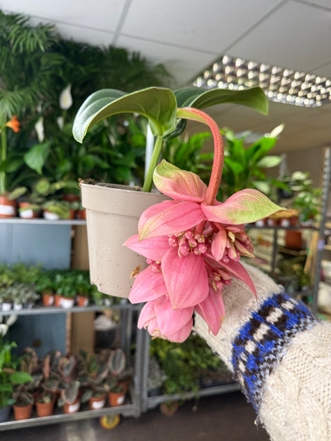 Medinilla magnifica ‘Candy’ – Rosenorchidee