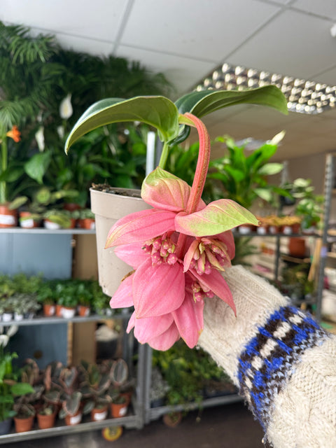Medinilla magnifica ‘Candy’ – Rosenorchidee