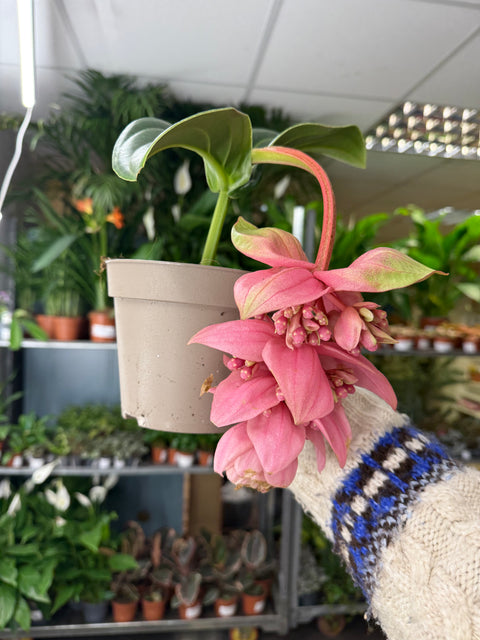 Medinilla magnifica ‘Candy’ – Rosenorchidee