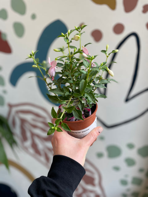 Fuchsie 'Diva Pink Pearl' - Britische Züchtung