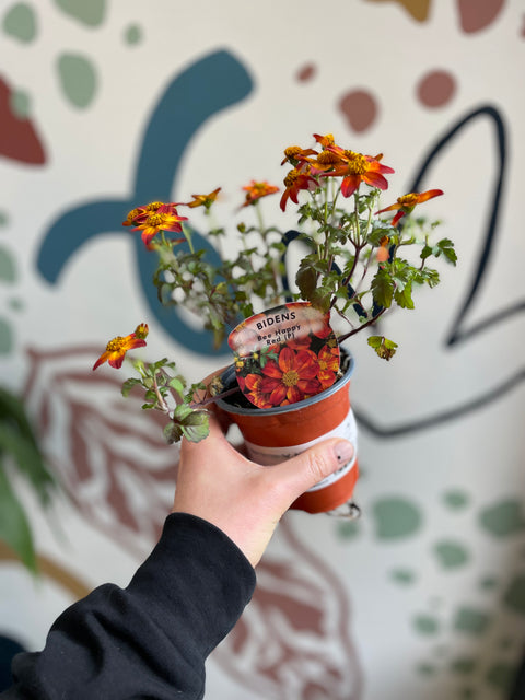 Bidens 'Bee Happy Red' - Britischer Anbau