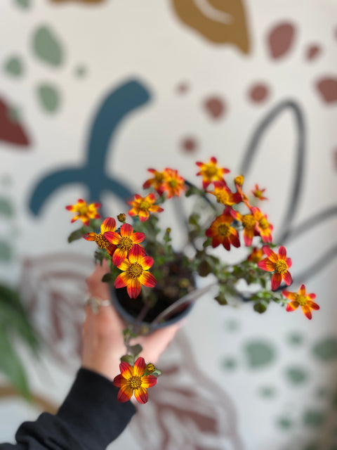 Bidens 'Bee Happy Red' - Britischer Anbau