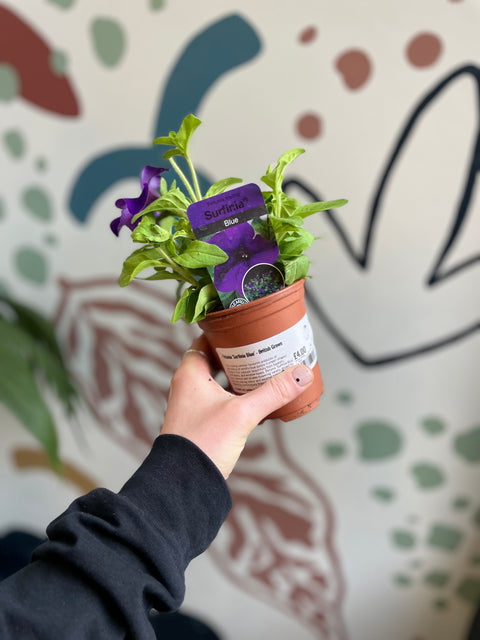 Petunie 'Surfinia Blue' – Britisch angebaut