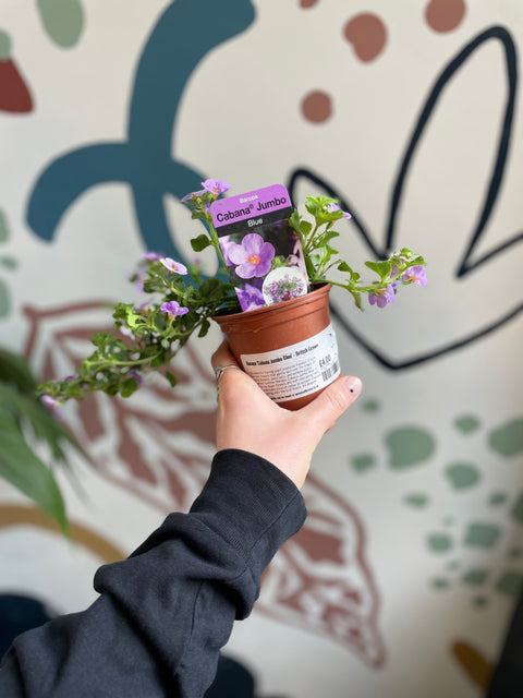 Bacopa 'Cabana Jumbo Blue' - Britische Züchtung