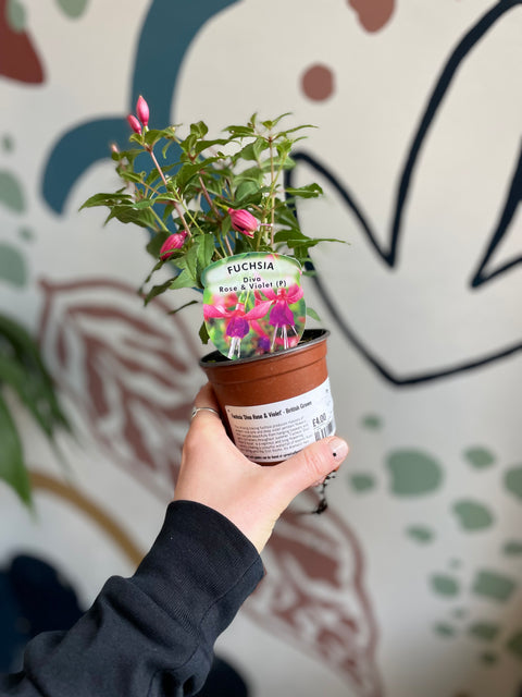 Fuchsie 'Diva Rose & Violet' – Britische Züchtung