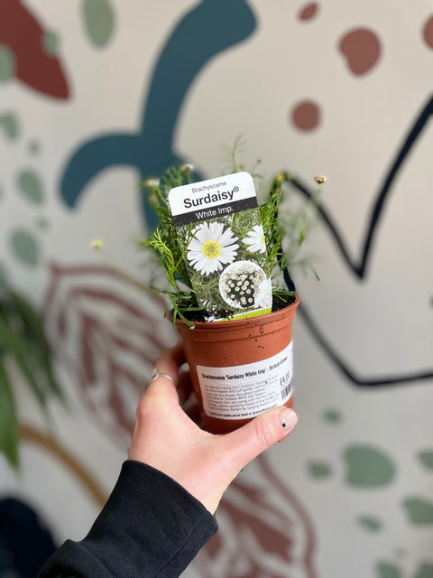 Brachyscome 'Surdaisy White Imp' – Britische Züchtung