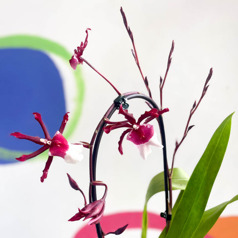 xColmanara - Dark Red & White Cambria Orchid