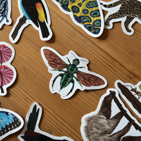 Orchideenbiene Amazon Wildlife Vinyl-Aufkleber [Beneath the Canopy RHS Collab]