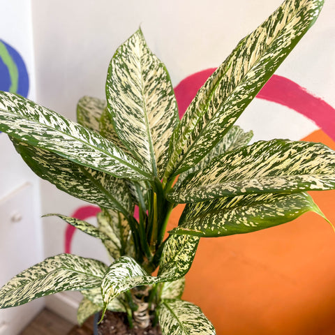 Dieffenbachia 'White Etna' - Leopard Lily