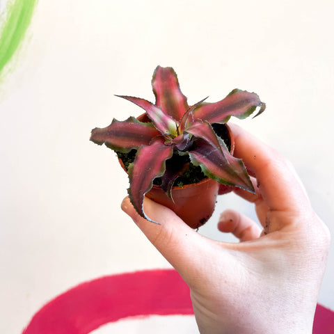 Cryptanthus bivittatus 'Chilli Pepper' - Planta Estrella de Tierra