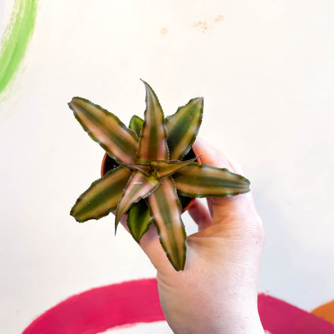 Cryptanthus bivittatus 'Chocolate Soldier' - Planta Estrella de Tierra