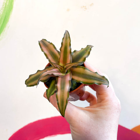 Cryptanthus bivittatus 'Chocolate Soldier' - Planta Estrella de Tierra