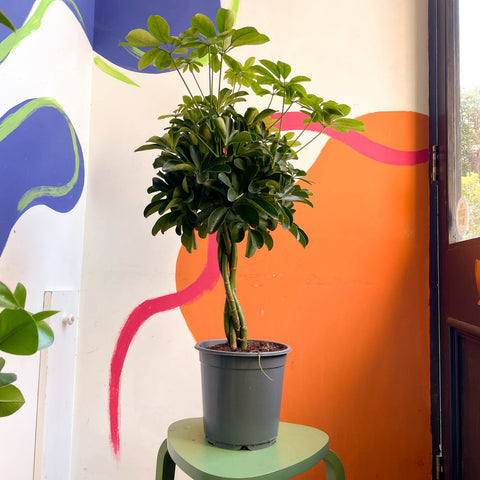 Schefflera arboricola 'Nora' - Árbol Paraguas
