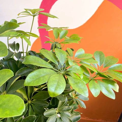 Schefflera arboricola 'Nora' - Árbol Paraguas