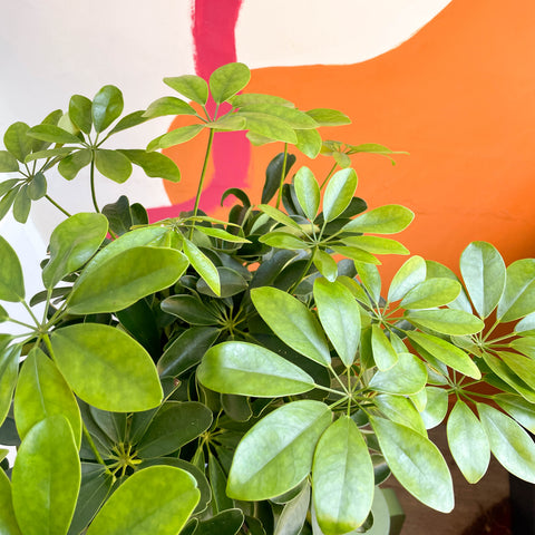 Schefflera arboricola 'Nora' - Árbol Paraguas
