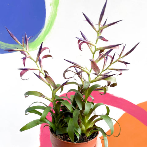 Tillandsia leiboldiana 'Mora'