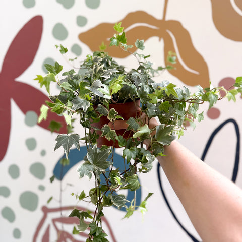 Hedera helix 'Bont' - Hiedra común
