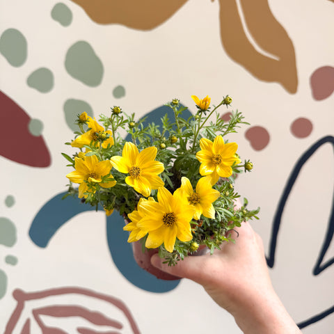 Bidens - Cadillo