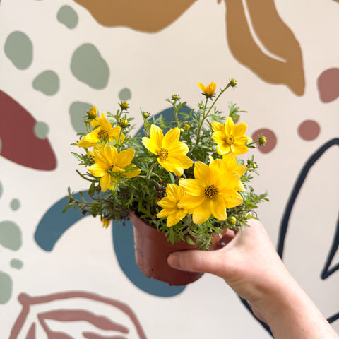 Bidens - Cadillo
